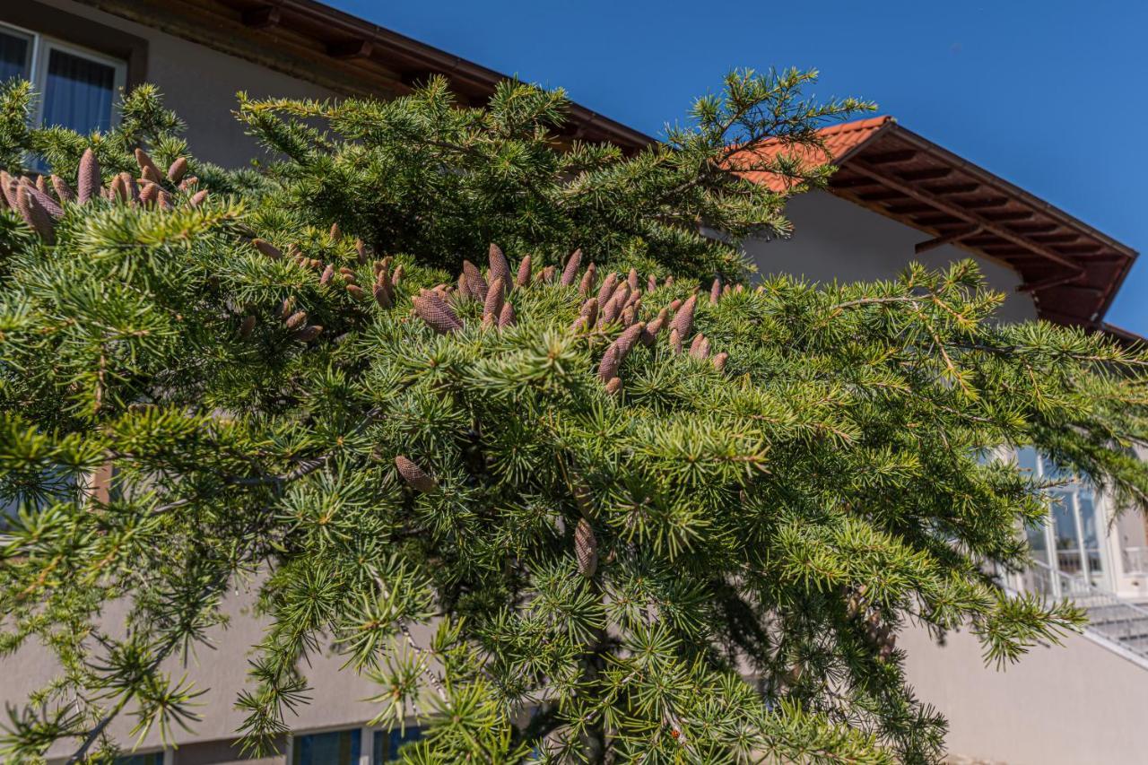 Stejarii Resort Ineu  Εξωτερικό φωτογραφία